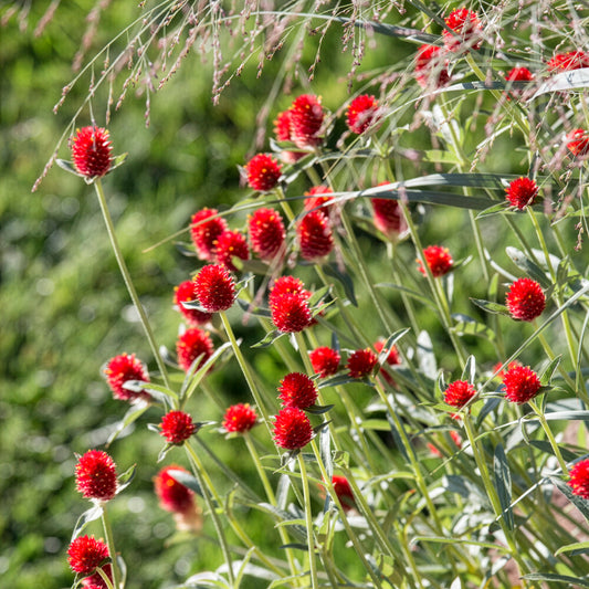 Amarantine écarlate Strawberry fields - Bakker