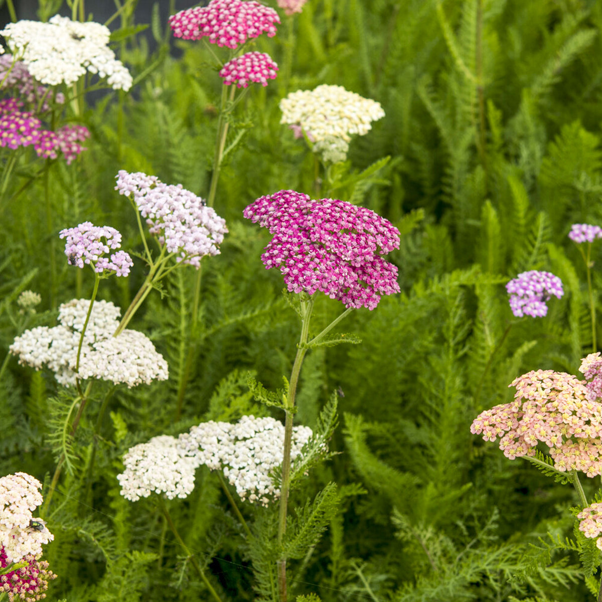 Achillée Summer Pastels - Bakker