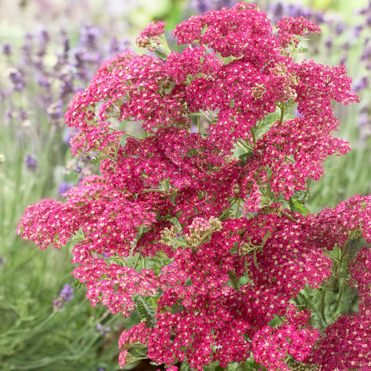 Achillée millefeuille Excel - Achillea millefolium Excel - Bakker