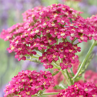 Achillée millefeuille Excel - Bakker