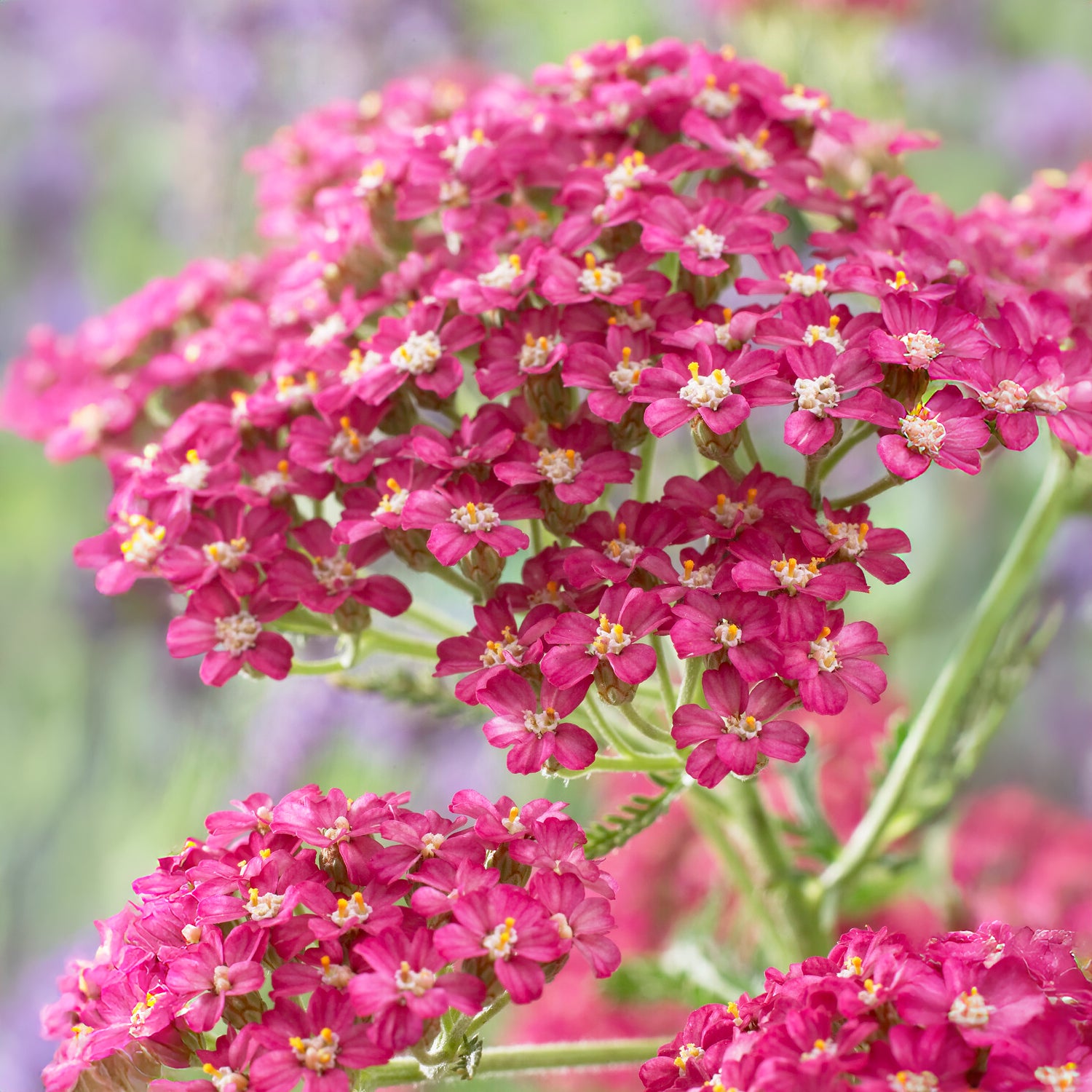 Achillée millefeuille Excel - Bakker