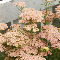 Achillea millefolium Lachsschönheit - Achillée millefeuille Lachsschönheit - Vivaces fleuries