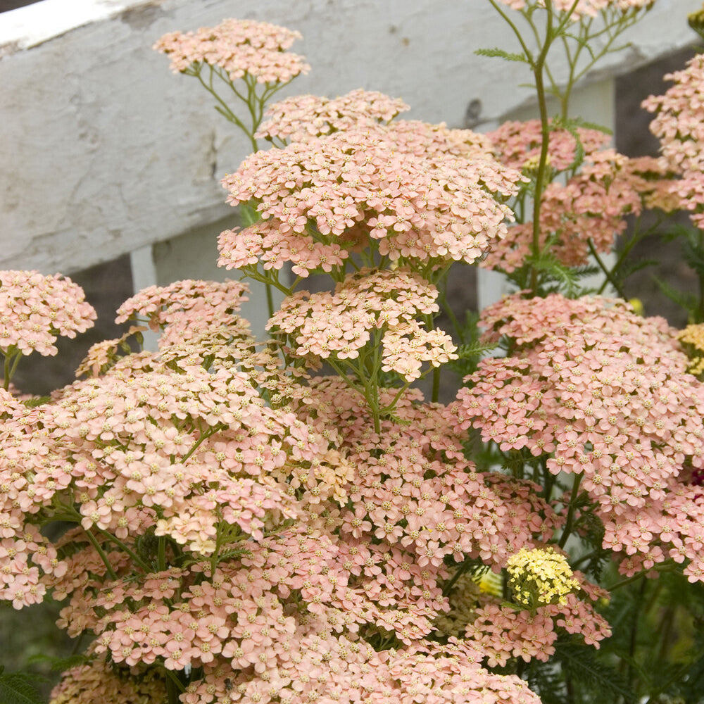 Achillea millefolium Lachsschönheit - Achillée millefeuille Lachsschönheit - Vivaces fleuries