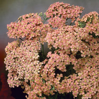 Vivaces fleuries - Achillée millefeuille Lachsschönheit - Achillea millefolium Lachsschönheit