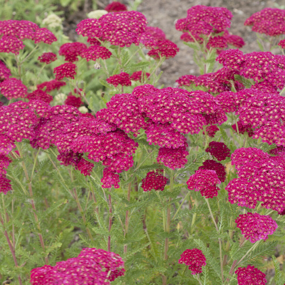 Achillea millefolium Pomegranate - Achillée millefeuille Pomegranate - Achillée