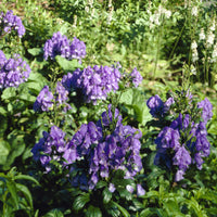 Aconit d'automne Arendsii - Aconitum carmichaelli Arendsii - Bakker
