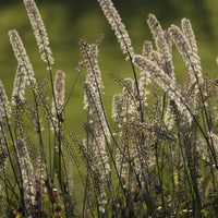 Cierge d'argent - Cierge d'argent Bugbane - Actaea racemosa