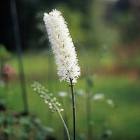 Cierge d'argent Bugbane - Actaea racemosa - Bakker