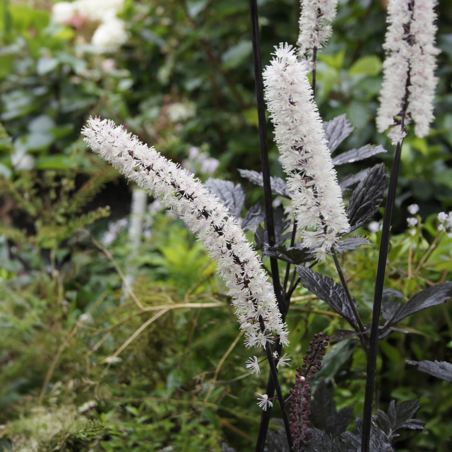 Actaea simplex - Actée simple