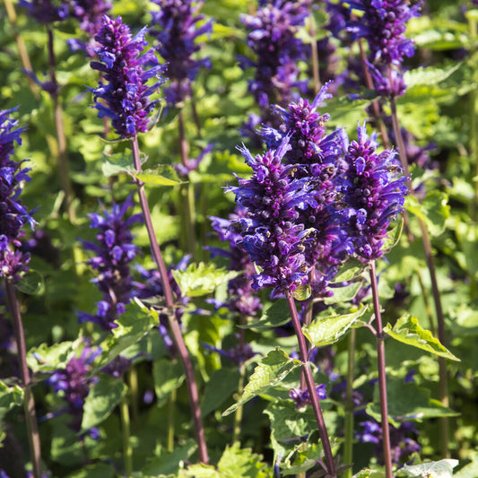 Agastache Blue Boa - Bakker