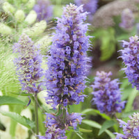 Plantes vivaces - Agastache Blue Boa - Agastache Blue Boa