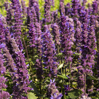 Agastache Blue Boa - Agastache Blue Boa - Bakker