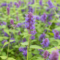 Agastache Blue Boa - Agastache Blue Boa - Plantes vivaces