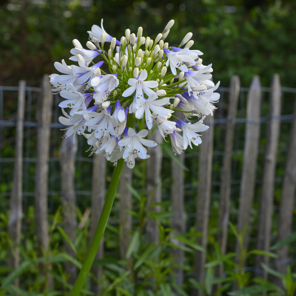 Agapanthes