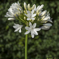 Agapanthe Enigma - Agapanthus Enigma - Bakker