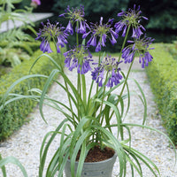 Agapanthe Purple Cloud - Bakker