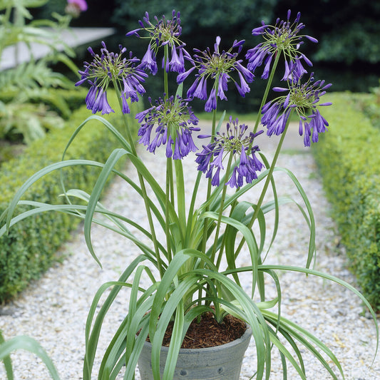 Agapanthe Purple Cloud - Bakker