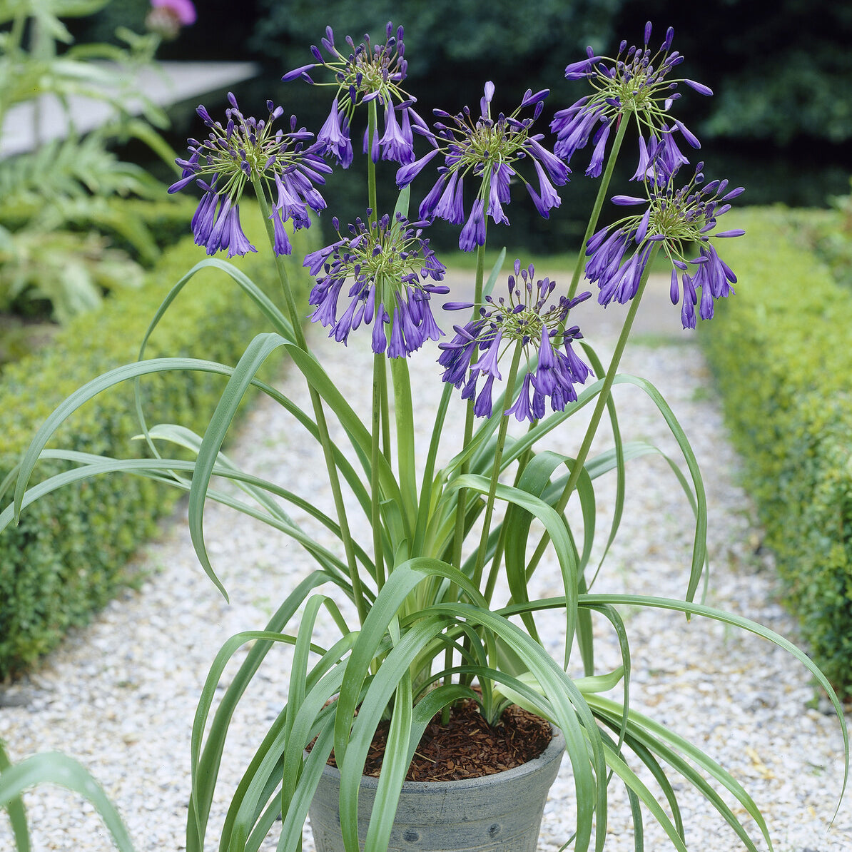 Agapanthe Purple Cloud - Bakker