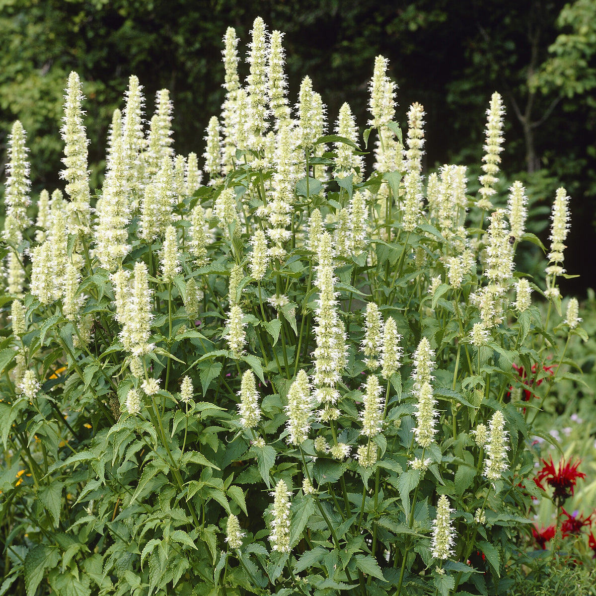 Agastache - Agastache rugosa AlabAster - Agastache rugosa Alabaster