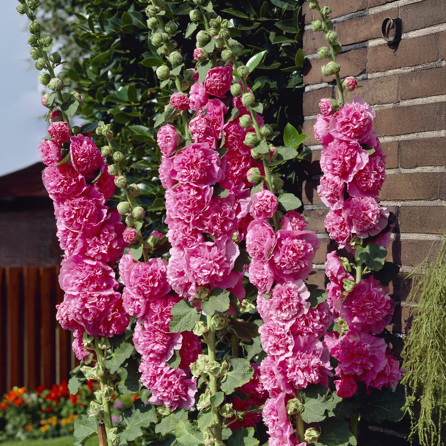 3 Roses trémière double Rose - Bakker