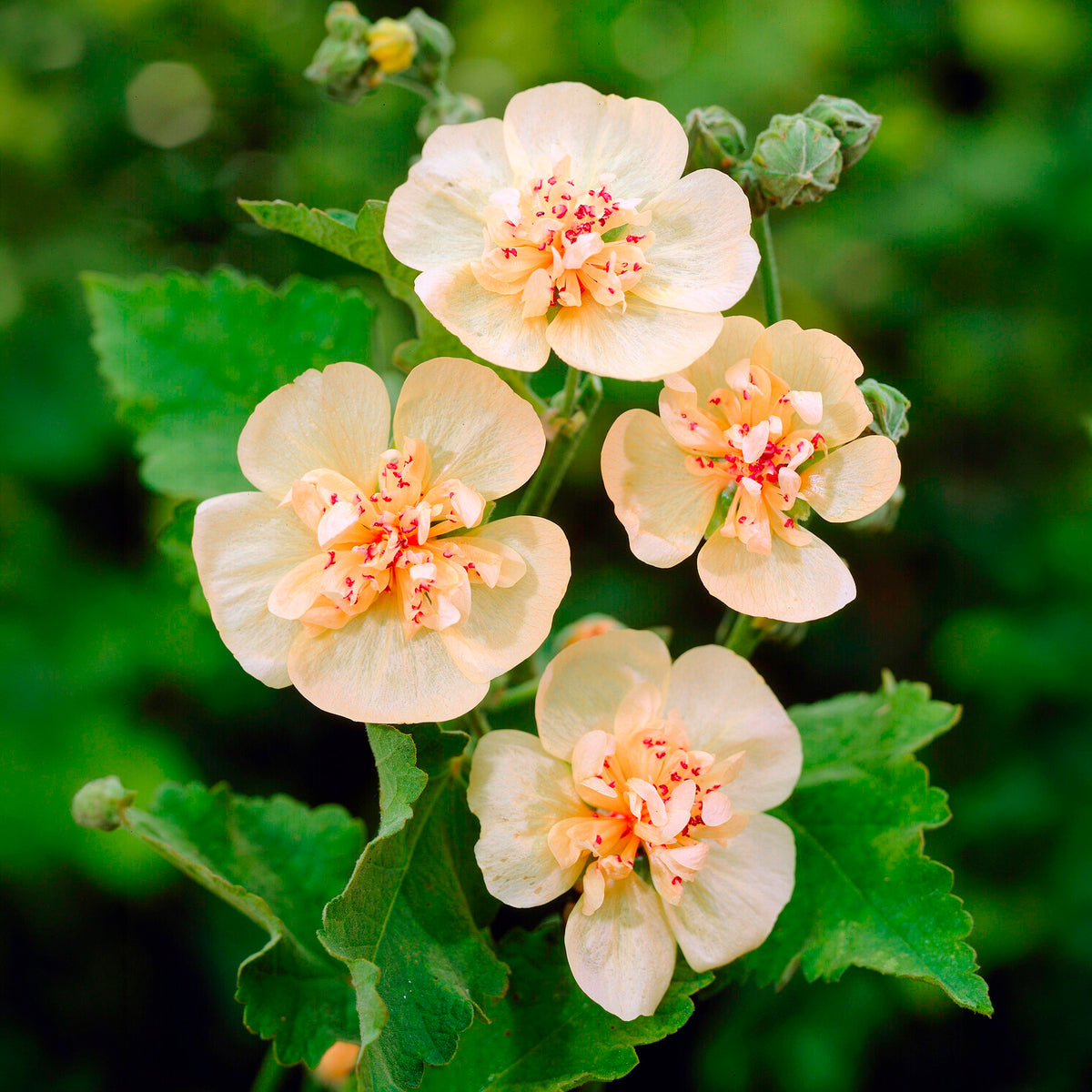 Alcalthaea suffrutescens Parkallee - Alcalthaea Parkallee - Vivaces fleuries