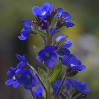 Buglosse Loddon Royalist - Bakker