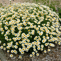 Camomille des teinturiers Sauce Hollandaise - Anthemis x hybrida Sauce Hollandaise - Bakker