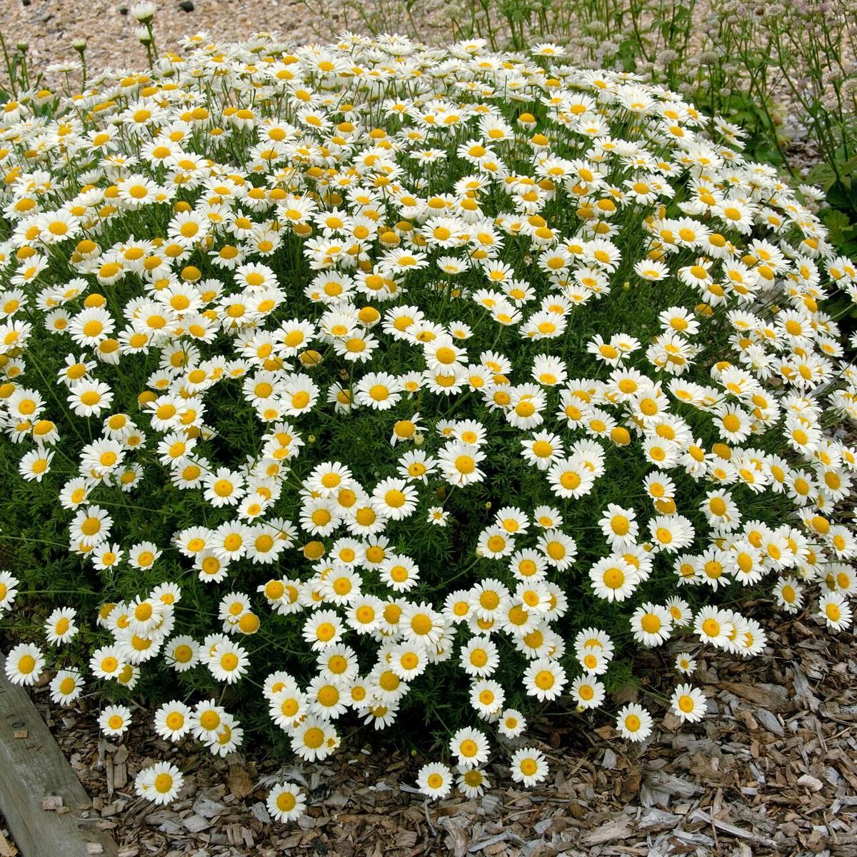 Camomille des teinturiers Sauce Hollandaise - Anthemis x hybrida Sauce Hollandaise - Bakker