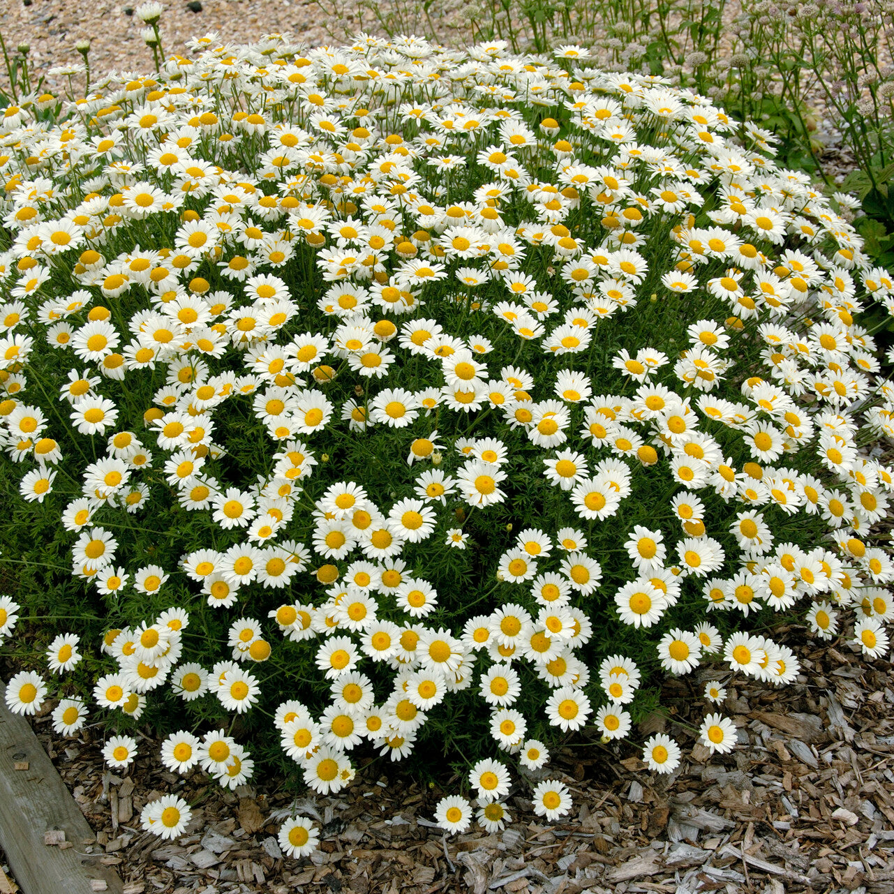 Camomille des teinturiers Sauce Hollandaise - Anthemis x hybrida Sauce Hollandaise - Bakker