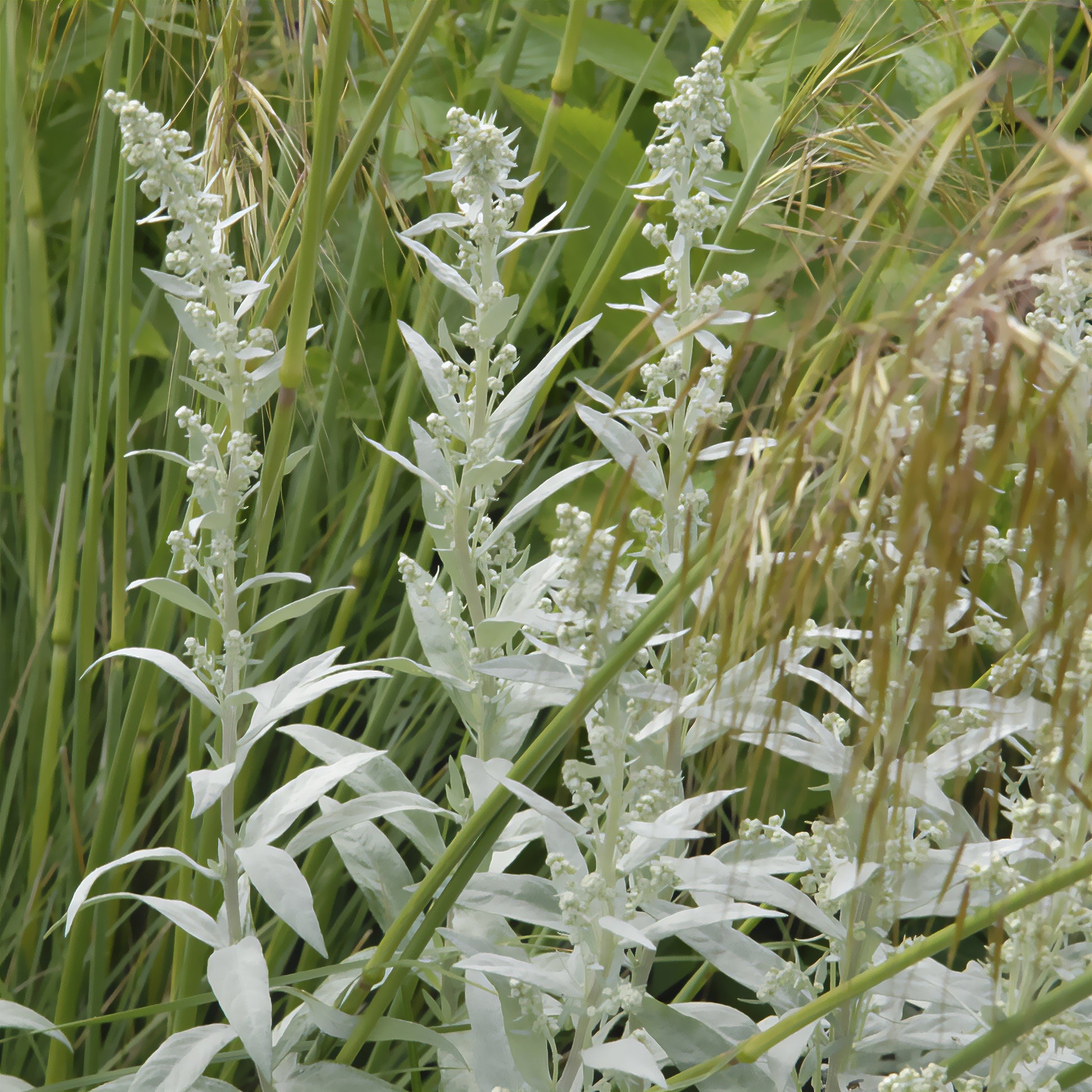 Armoise Silver Queen - Artemisia ludoviciana silver queen - Bakker