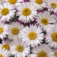 Aster  des Alpes Albus - Aster alpinus Albus - Bakker