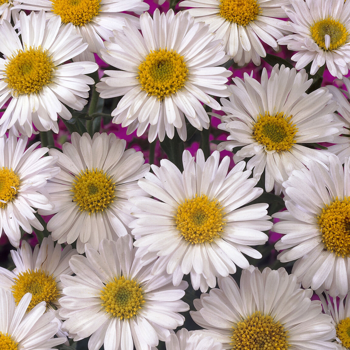 Aster  des Alpes Albus - Aster alpinus Albus - Bakker