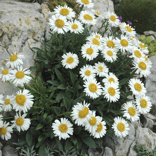 Aster des Alpes Albus - Bakker
