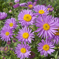 Aster alpinus Happy End - Aster  des Alpes Happy End - Aster
