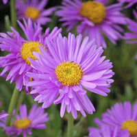 Aster - Aster  des Alpes Happy End - Aster alpinus Happy End