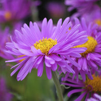 Aster  des Alpes Happy End - Aster alpinus Happy End - Bakker
