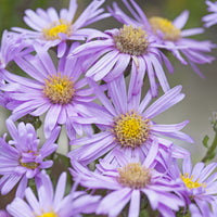 3 Œils de Christ Rosa Erfüllung - Astéries - Aster amellus Rosa Erfüllung - Bakker