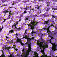 Astère nain Herbstgruss vom Bresrhof - Aster dumosus Herbstgruss vom Bresserhof - Bakker