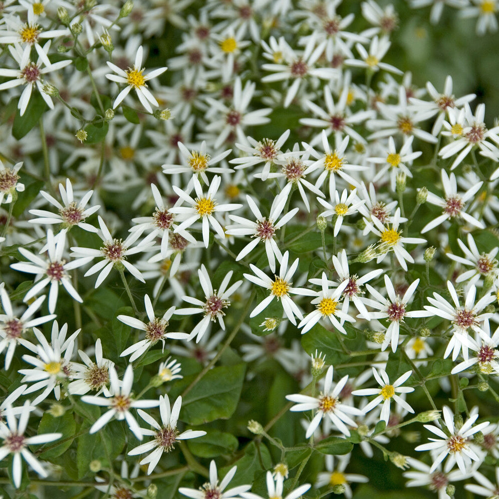 Aster divaricatus - Astère divariqué - Aster