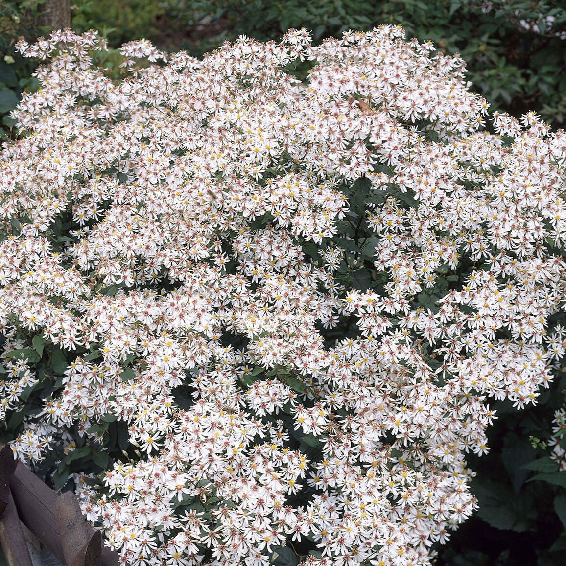 Aster - Astère divariqué - Aster divaricatus