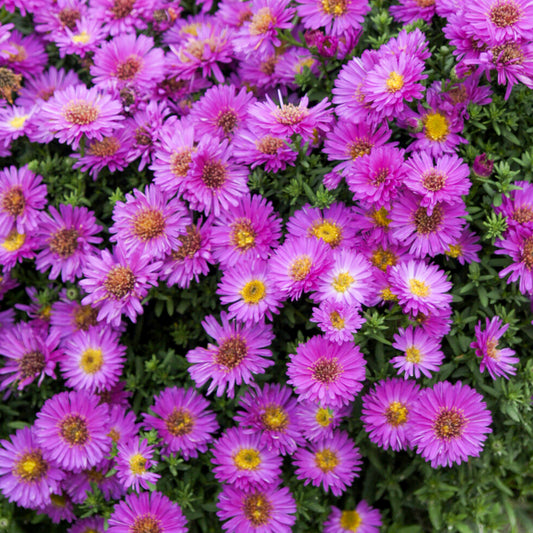 Aster nain d'automne Starlight - Bakker