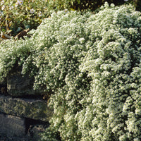  - Aster  éricoïde Snowflurry - Aster ericoides Snowflurry