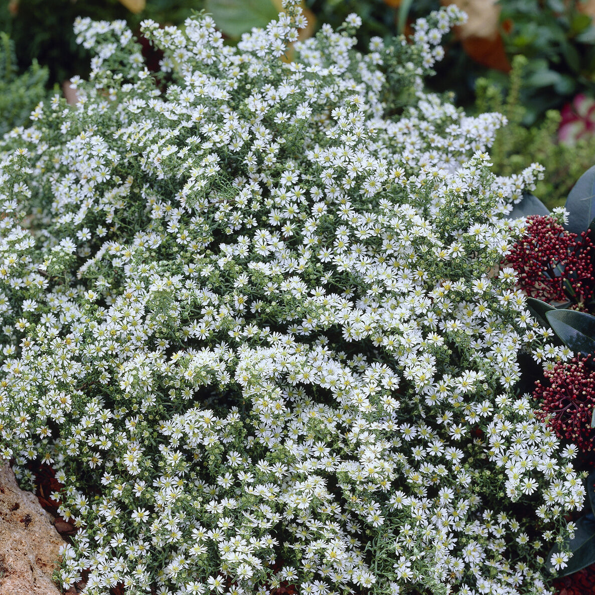 Aster  éricoïde Snowflurry - Bakker