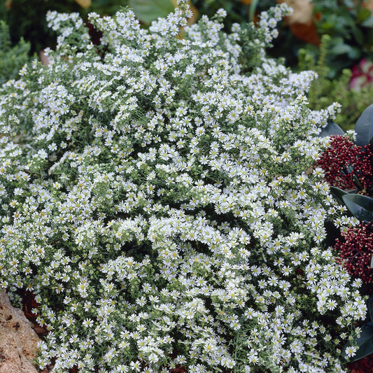 3 Astères éricoïdes Snowflurry