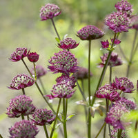 Astrance - Grande astrance Moulin Rouge - Astrantia major Moulin Rouge