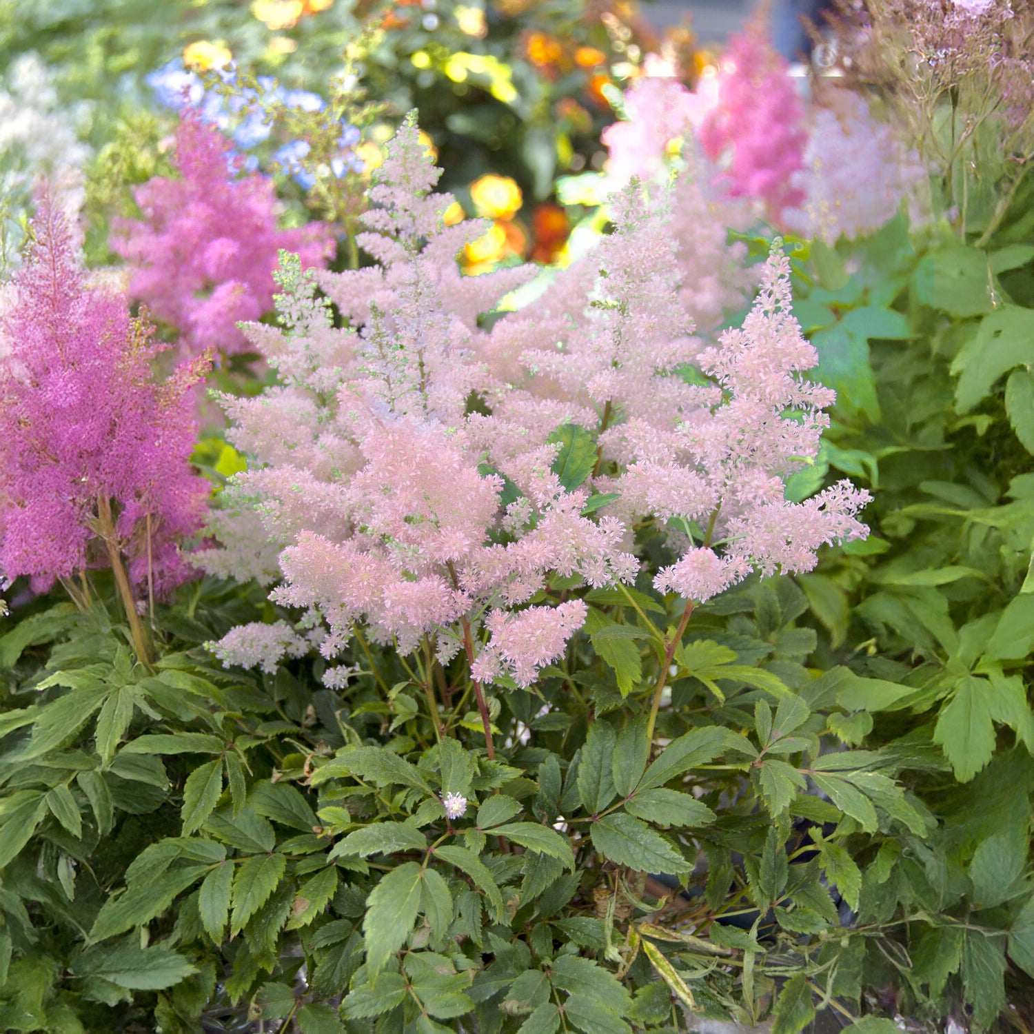 Astilbe japonica Europa - Astilbe du Japon Europa - Vivaces fleuries