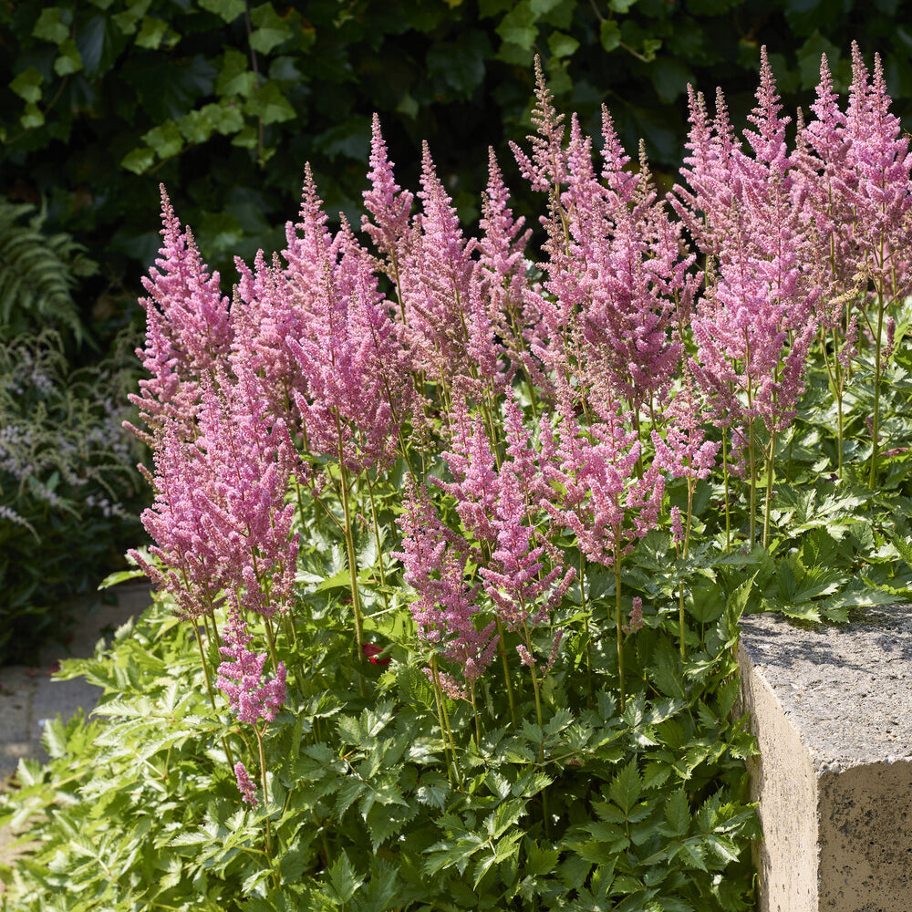Astilbe japonica Rheinland - Astilbe hybride Rheinland - Vivaces fleuries