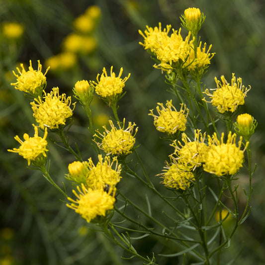 3 Asters linosyris