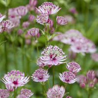 Grande astrance - Astrantia major - Bakker
