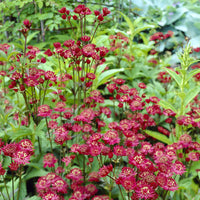 Astrance - Grande astrance Ruby Wedding - Astrantia major Ruby Wedding